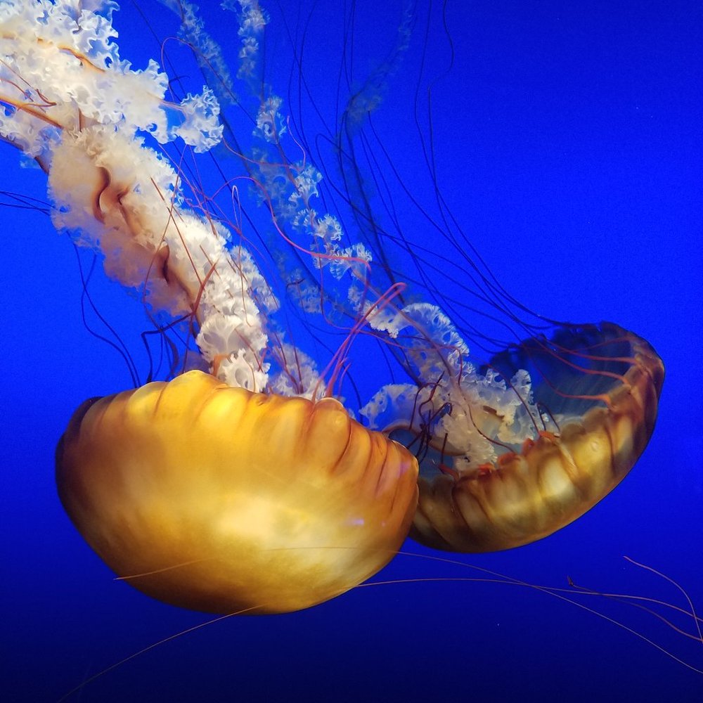 Meet your Posher, Rebekah